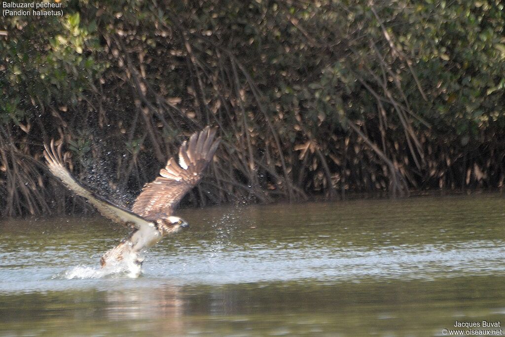 Western Ospreyadult, fishing/hunting