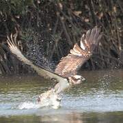 Western Osprey