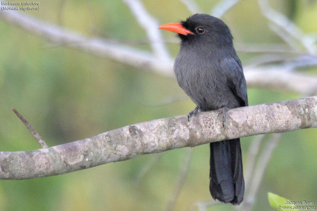 Black-fronted Nunbirdadult