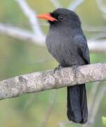 Black-fronted Nunbird