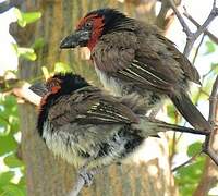 Black-collared Barbet