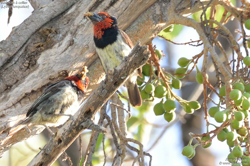 Black-collared Barbetadult