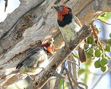 Black-collared Barbet