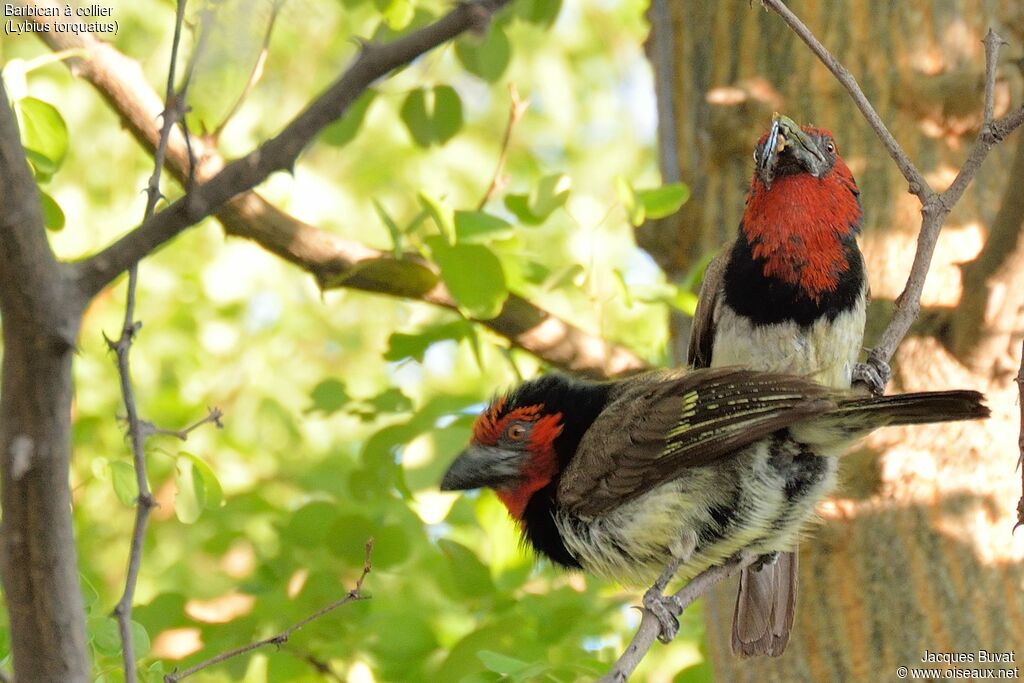 Black-collared Barbetadult