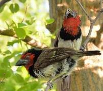 Black-collared Barbet