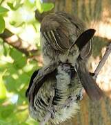 Black-collared Barbet