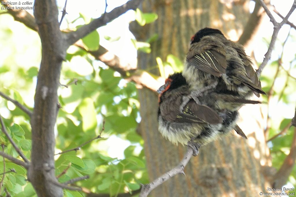 Black-collared Barbetadult, mating.