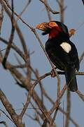 Bearded Barbet