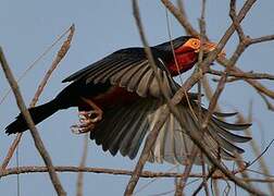 Bearded Barbet