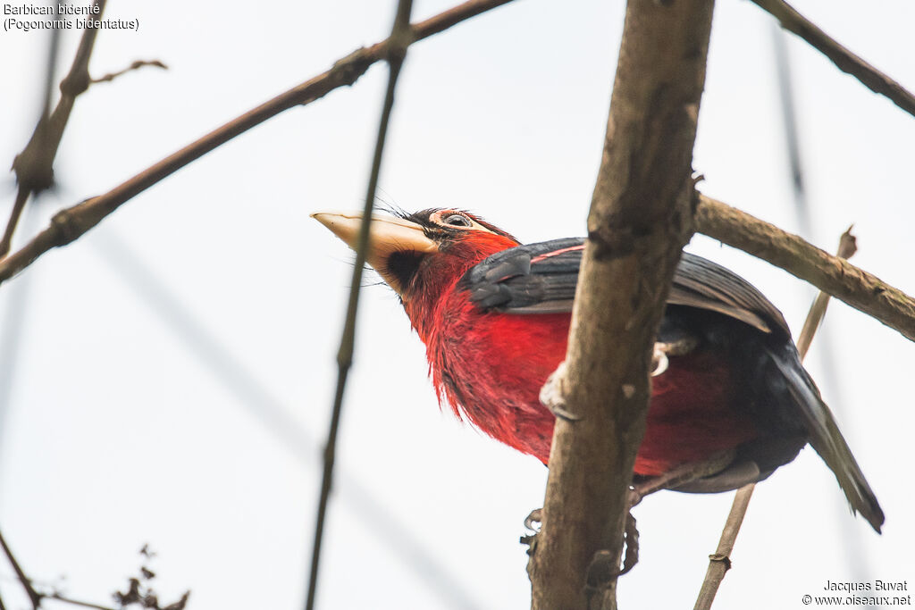 Double-toothed Barbetadult