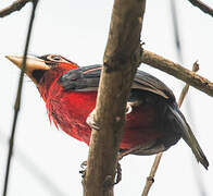 Double-toothed Barbet