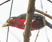 Double-toothed Barbet