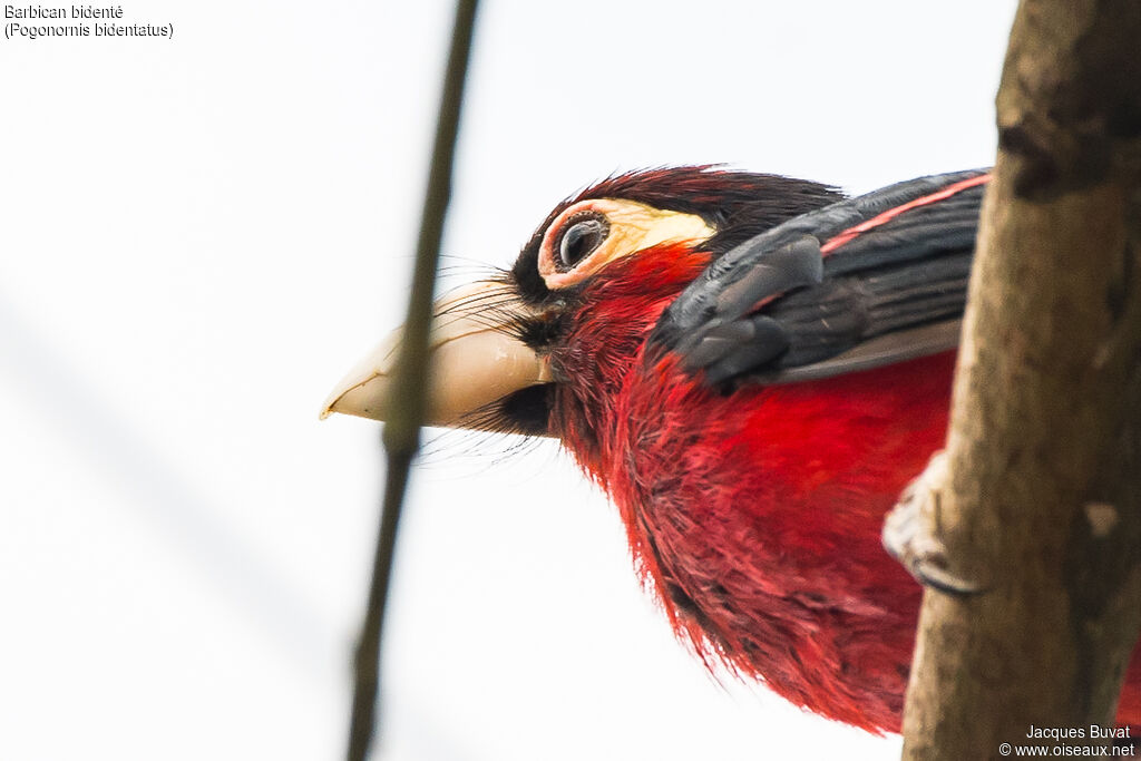 Double-toothed Barbetadult