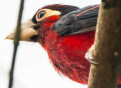 Double-toothed Barbet