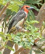 Vieillot's Barbet