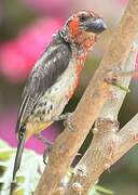 Vieillot's Barbet