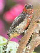 Vieillot's Barbet