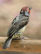 Vieillot's Barbet