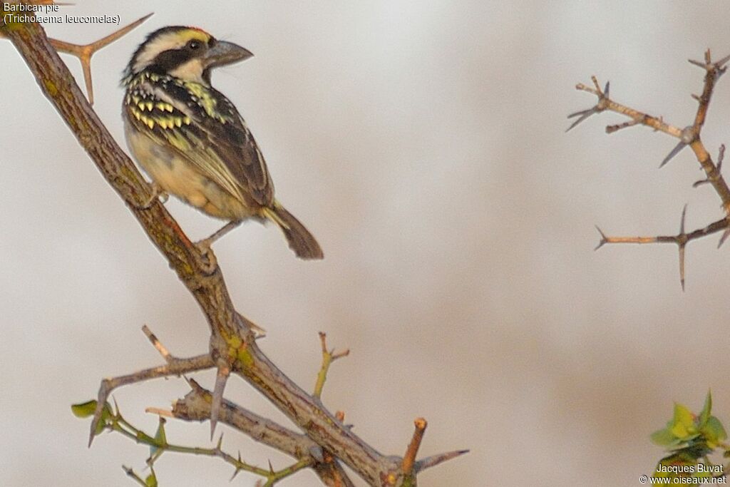 Acacia Pied Barbetadult