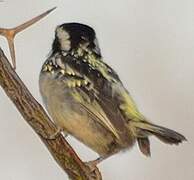 Acacia Pied Barbet