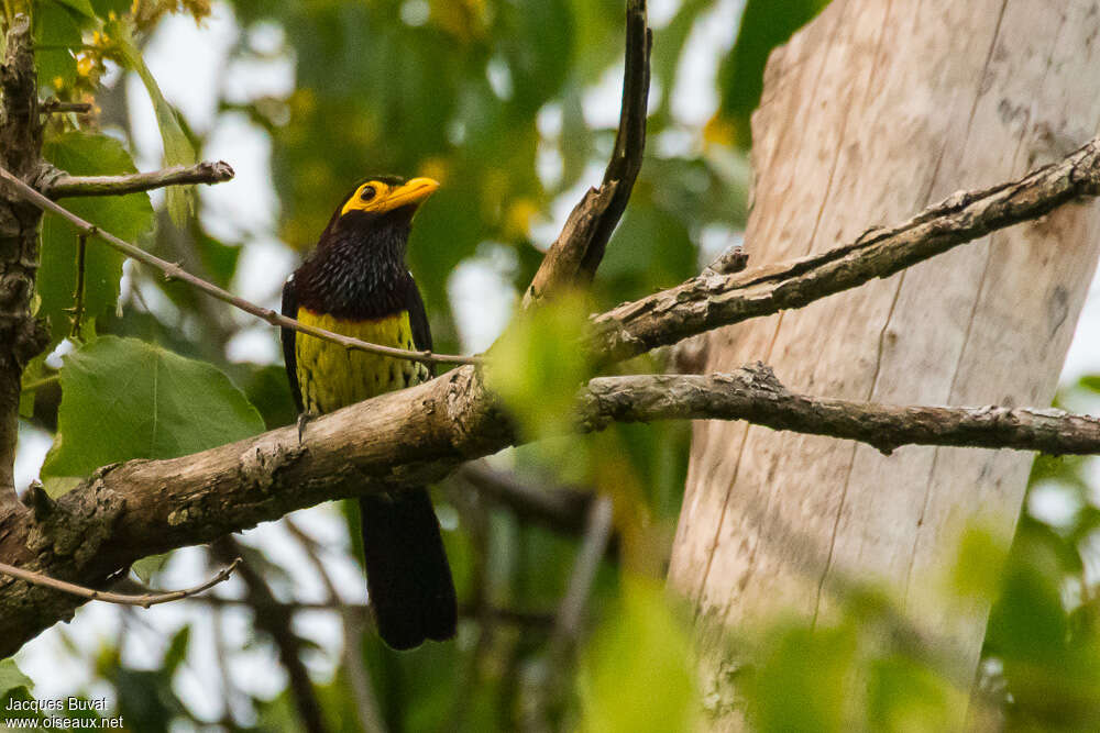 Yellow-billed Barbetadult, habitat, Reproduction-nesting