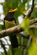 Eastern Yellow-billed Barbet