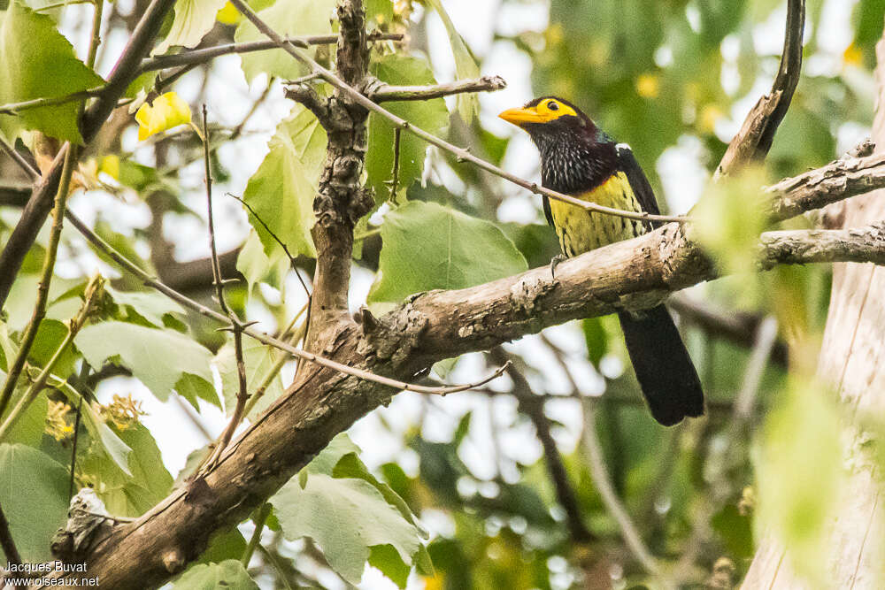 Yellow-billed Barbetadult, habitat, pigmentation