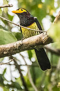 Eastern Yellow-billed Barbet