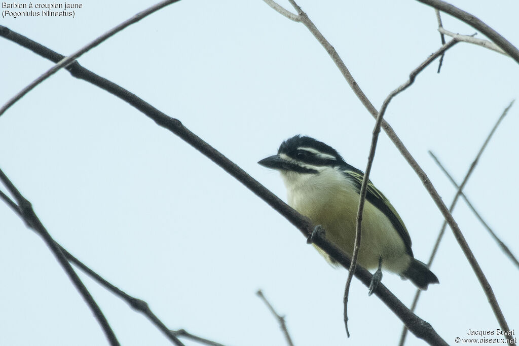 Yellow-rumped Tinkerbirdadult