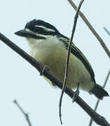 Yellow-rumped Tinkerbird