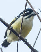 Yellow-rumped Tinkerbird