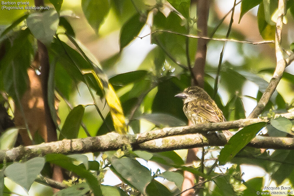 Speckled Tinkerbirdadult