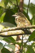 Speckled Tinkerbird