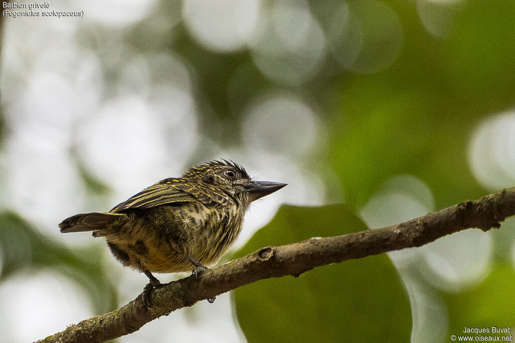 Speckled Tinkerbirdadult