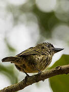 Speckled Tinkerbird