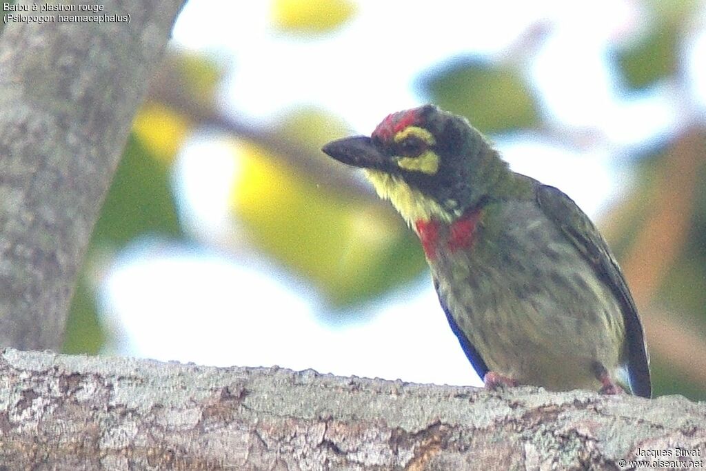 Barbu à plastron rougeadulte