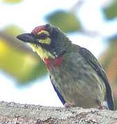 Coppersmith Barbet