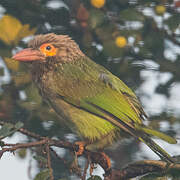 Brown-headed Barbet