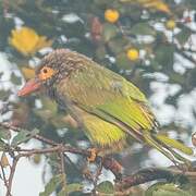 Brown-headed Barbet