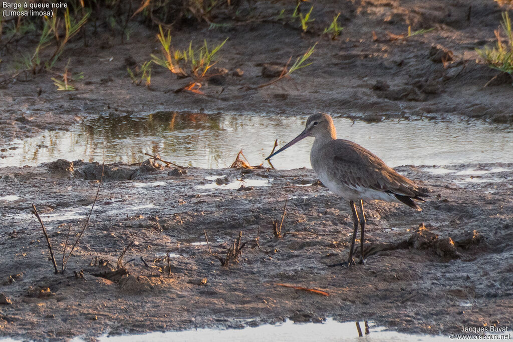 Black-tailed Godwitadult post breeding