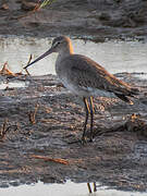 Black-tailed Godwit