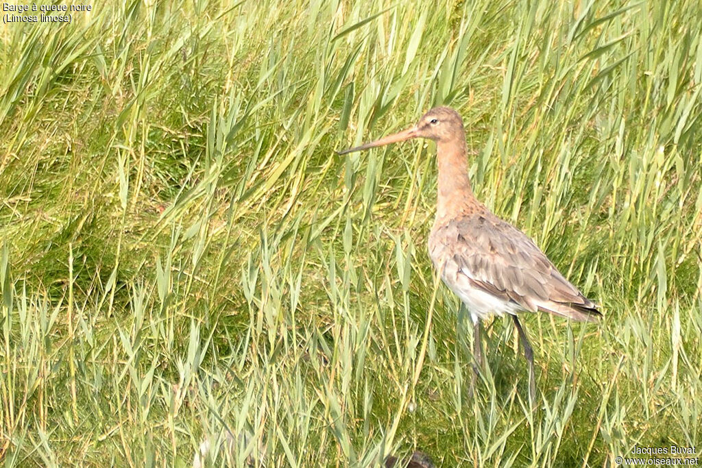 Black-tailed GodwitFirst year, habitat, aspect, pigmentation, walking