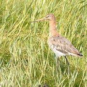 Black-tailed Godwit