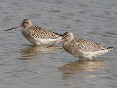 Bar-tailed Godwit