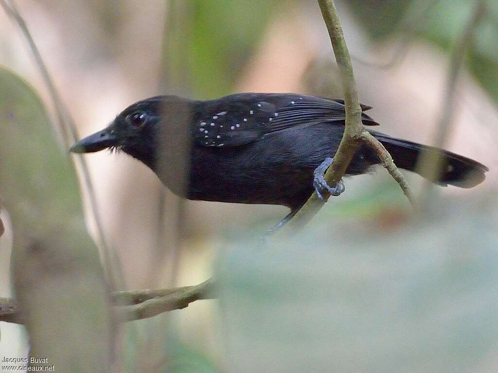 Black-hooded Antshrike male adult, identification