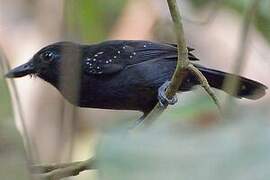 Black-hooded Antshrike