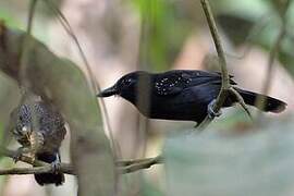 Black-hooded Antshrike