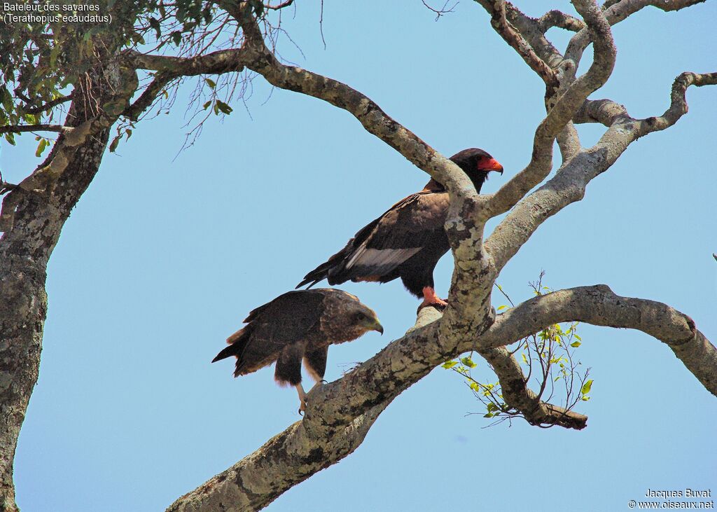 Bateleur des savanes femelle juvénile