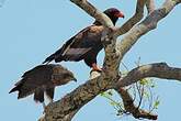 Bateleur des savanes