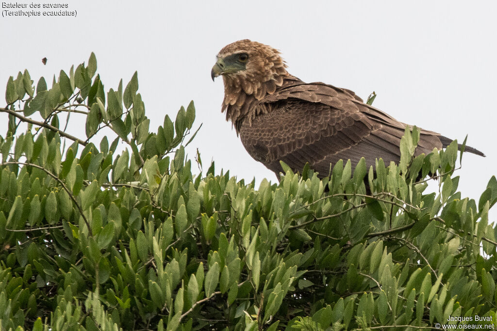 Bateleur des savanes1ère année